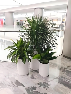 鄞州绿植租赁公司